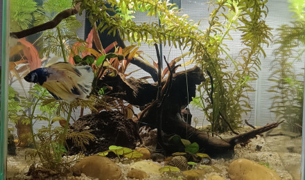 aquarium Aquarium betta