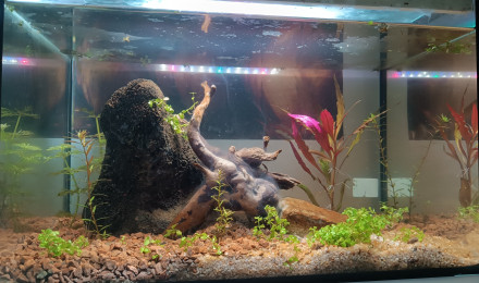 aquarium Aquarium crevettes