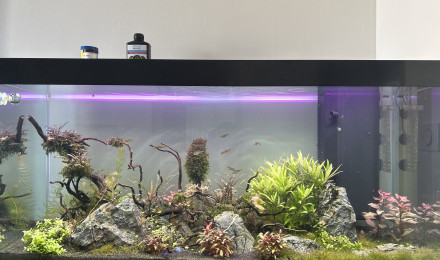 aquarium PtitParadis