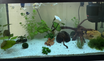 aquarium 1er Aquarium