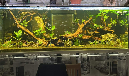 aquarium 1000 litres Discus