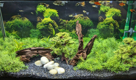 aquarium 60 L