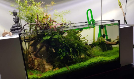 aquarium 60l Emergé