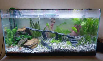 aquarium Bac 1