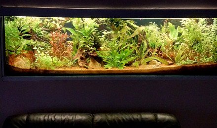 aquarium Amazonien hollandais