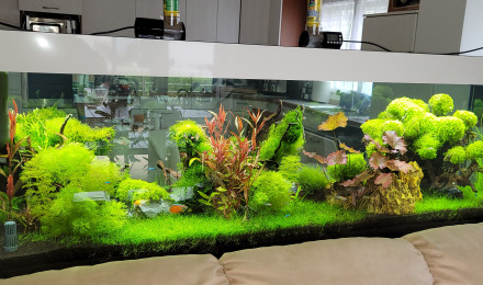 aquarium Mon 2 mètres Aquascape