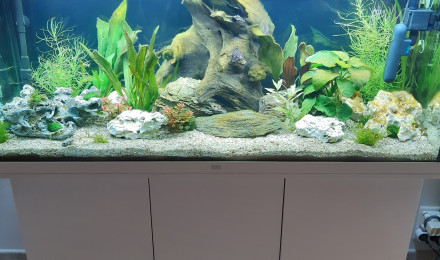 aquarium Juwel rio 240