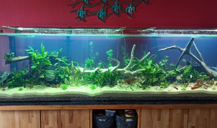 aquarium 1000L