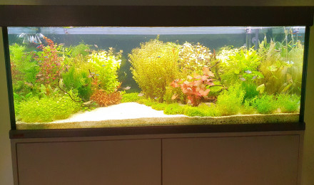 aquarium Amazonien