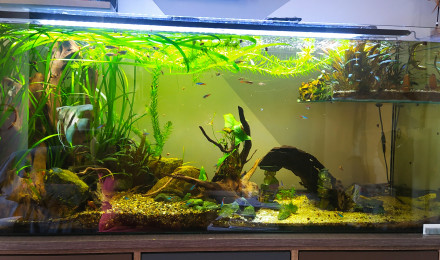 aquarium Le Duplex