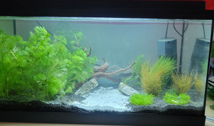 aquarium Amazon Thai