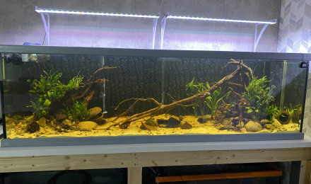 aquarium Aquarium amazonien
