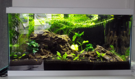 aquarium Aquarium du débutant