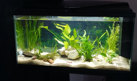 aquarium 1er aquarium Soen
