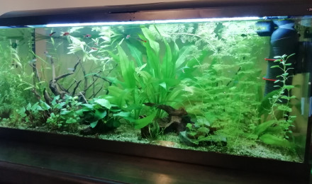 aquarium 100l