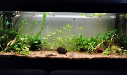 aquarium One piece
