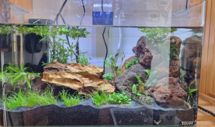 aquarium Aqua killie