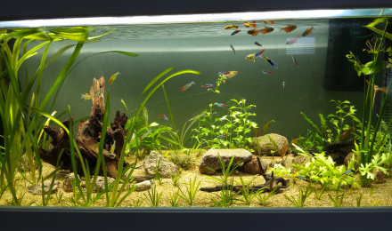 aquarium Aqua 220l
