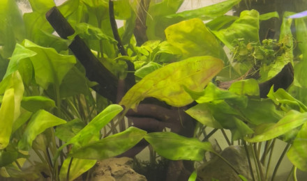 aquarium Spécifique betta femelle