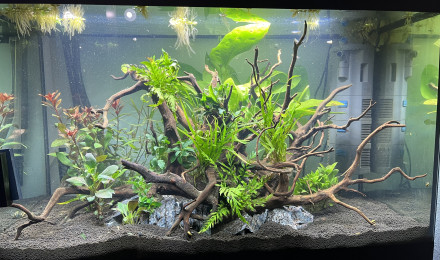 aquarium Projet 160 litres
