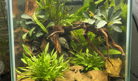 aquarium Spécifique Sakura Orange