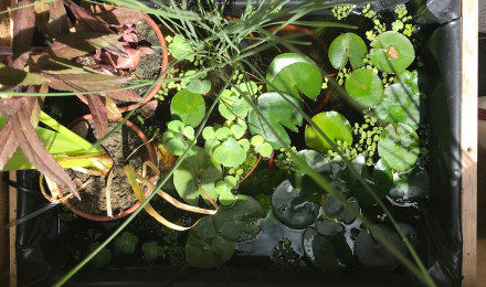 aquarium Bassin balcon