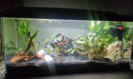 aquarium Aucune idée