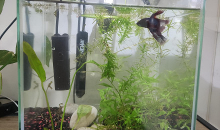 aquarium La rizière