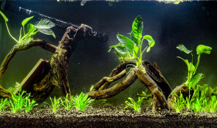 aquarium Crevettes I