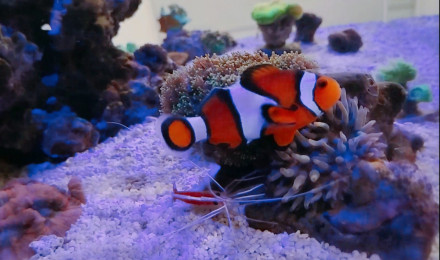 aquarium Micro Recifal 150L