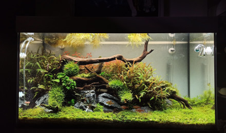 aquarium Nature scape