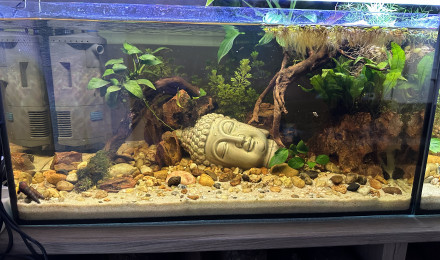 aquarium Rivière Trichogaster Sota