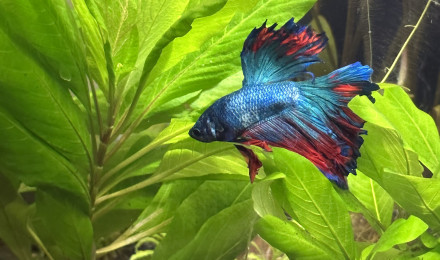 aquarium Bataillant