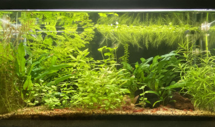 aquarium 54L Boraras Merah