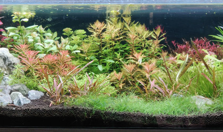 aquarium Plants Power