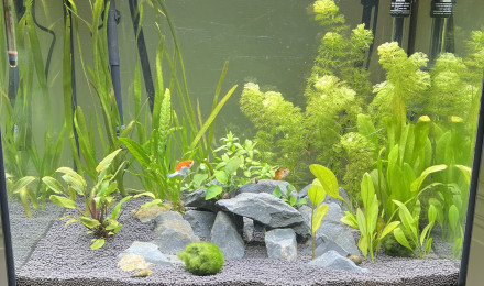aquarium POISSON ROUGE JAPONAIS