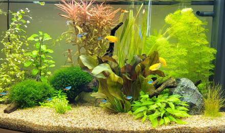 aquarium Juwel vision 180