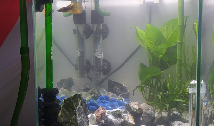 aquarium Connor McLeod le Betta