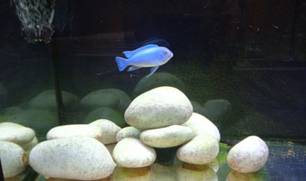 aquarium Pseudotropheus socolofi