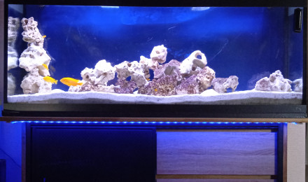 aquarium Labidochromis