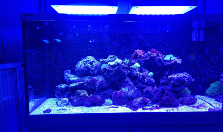 aquarium 500L