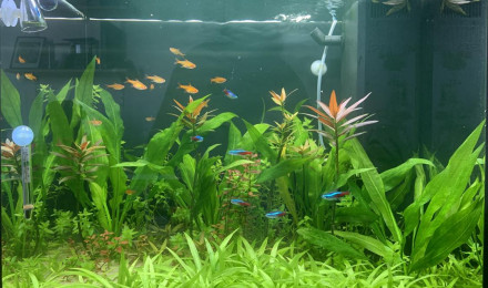 aquarium Amazonien