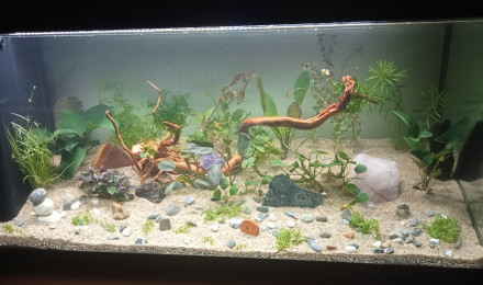 aquarium tendriliquescence