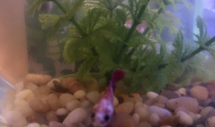 aquarium Bocal de Jerry