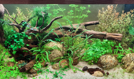 aquarium Rio 125l
