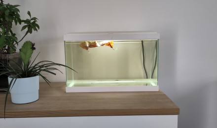aquarium Petit 20L