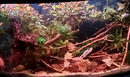 aquarium Futur bac apisto