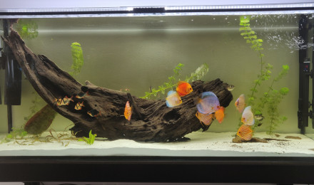 aquarium H4