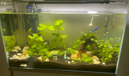 aquarium 60L Amazonien Asiatique