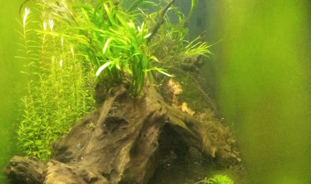 aquarium 250l amazonien